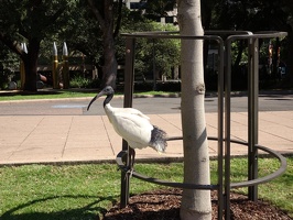 04976 australian ibis
