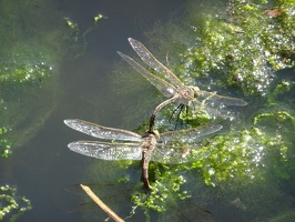05109 australian emperor dragonflies