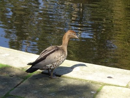 05125 maned duck female