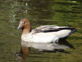 05129 maned duck male