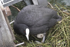 02249 coot on nest see the egg v1-topaz-sharpen-denoise