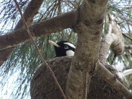 05434 magpielark in nest
