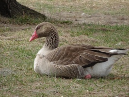 05457 greylag goose