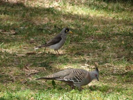 05488 crested pigeon and lapwing
