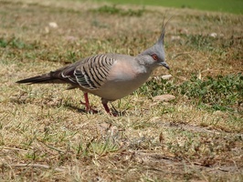 05529 crested pigeon