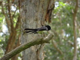 05677 willie wagtail