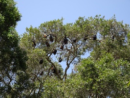 05692 collection of flying foxes