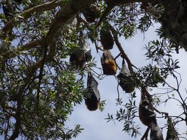 05701 some flying foxes