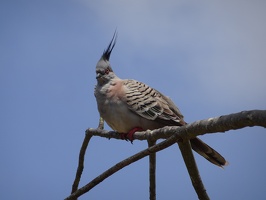 05733 crested pigeon
