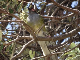 05763 male australasian figbird