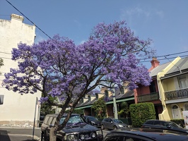 20231024 232152967 purple blooms jacaranda