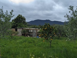 20231125 220552496 citrus v1