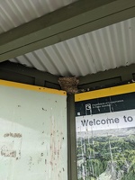 20231125 222509273 swallow nest