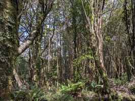 20231126 025746096 forest