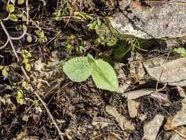 20231126 032912567 some leaves v1