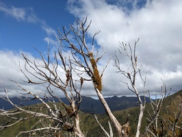 20231126 033526611 dead tree with moss