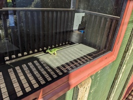 20231126 050954815 look a dinosaur