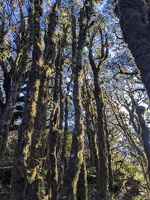 20231126 052854530 mossy forest