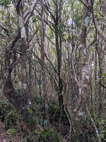 20231126 201202447 forest