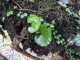 20231126 201256192 kidney fern v1