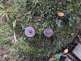 20231126 220351380 deer mushrooms v1