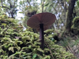 Waiopehu Hut, November 2023