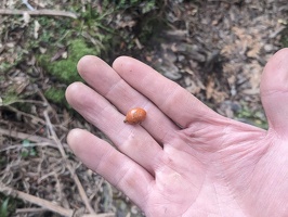 20231126 224046664 seed passionflowers v1