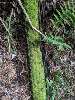 20231126 232347375 mossy