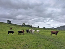 20231126 234057544 cows v1