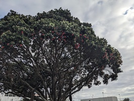 20231127 182821115 akl pohutukawa