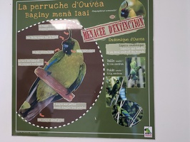 20231128 050645209 perruche d ouvea v1