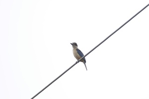 03353 loyalty sacred kingfisher v1