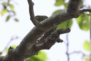 03361 silvereye v1