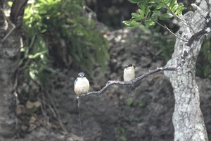 03373 two kingfishers v1