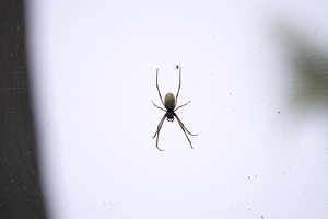 03380 tiger spiders v1