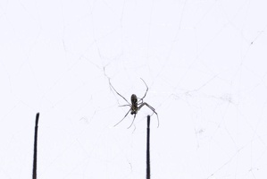 03380 tiny tiger spider v2