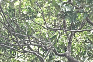03383 three ouvea parakeets v1
