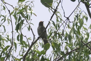 03399 cardinal myzomela v1