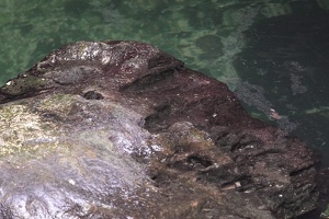 03412 rock and pool v1