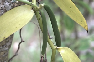 03415 vanilla pods v1