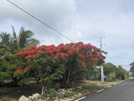 20231128 215011758 blooming