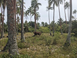 20231128 215425709 tied up cow v1