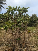 20231128 220323449 noni v1