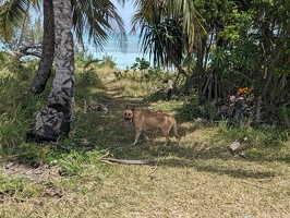 20231129 002945581 our fren the dog v1