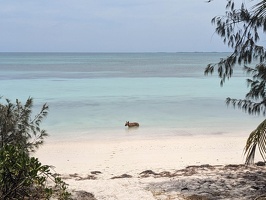 20231129 003056698 swimming dog v1