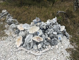 20231129 030148446 shells and crockery