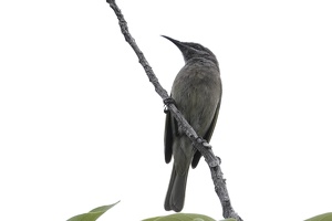 03428 grey eared honeyeater v1