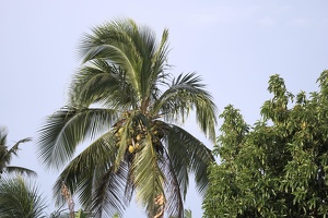 03442 beware coconuts v1