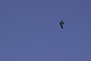 03454 white breasted woodswallow v1-topaz-sharpen