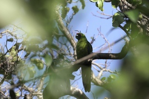 03472 ouvea parakeet v1